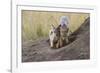 Black Backed Jackal, Masai Mara, Kenya Africa-Darrell Gulin-Framed Photographic Print