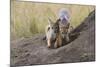 Black Backed Jackal, Masai Mara, Kenya Africa-Darrell Gulin-Mounted Photographic Print