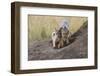 Black Backed Jackal, Masai Mara, Kenya Africa-Darrell Gulin-Framed Photographic Print