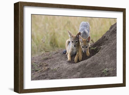 Black Backed Jackal, Masai Mara, Kenya Africa-Darrell Gulin-Framed Photographic Print