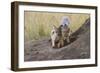 Black Backed Jackal, Masai Mara, Kenya Africa-Darrell Gulin-Framed Photographic Print
