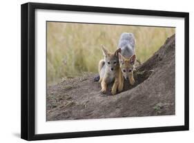 Black Backed Jackal, Masai Mara, Kenya Africa-Darrell Gulin-Framed Photographic Print