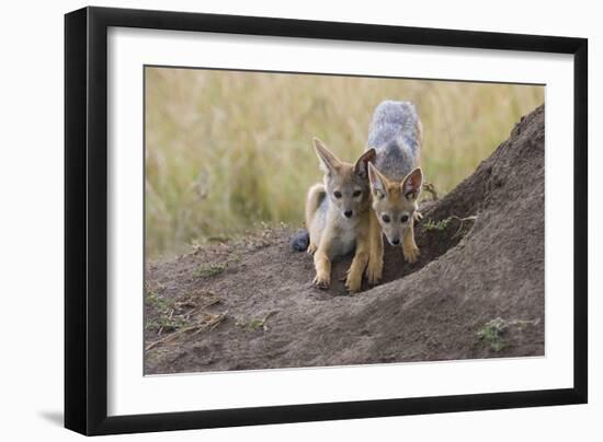 Black Backed Jackal, Masai Mara, Kenya Africa-Darrell Gulin-Framed Photographic Print