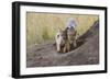 Black Backed Jackal, Masai Mara, Kenya Africa-Darrell Gulin-Framed Photographic Print