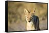 Black-Backed Jackal, Nxai Pan National Park,Botswana-Paul Souders-Framed Stretched Canvas