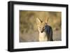 Black-Backed Jackal, Nxai Pan National Park,Botswana-Paul Souders-Framed Photographic Print