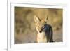 Black-Backed Jackal, Nxai Pan National Park,Botswana-Paul Souders-Framed Photographic Print