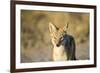 Black-Backed Jackal, Nxai Pan National Park,Botswana-Paul Souders-Framed Photographic Print