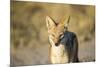 Black-Backed Jackal, Nxai Pan National Park,Botswana-Paul Souders-Mounted Photographic Print