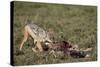 Black-Backed Jackal (Silver-Backed Jackal) (Canis Mesomelas) at a Blue Wildebeest Calf Kill-James Hager-Stretched Canvas