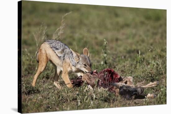 Black-Backed Jackal (Silver-Backed Jackal) (Canis Mesomelas) at a Blue Wildebeest Calf Kill-James Hager-Stretched Canvas