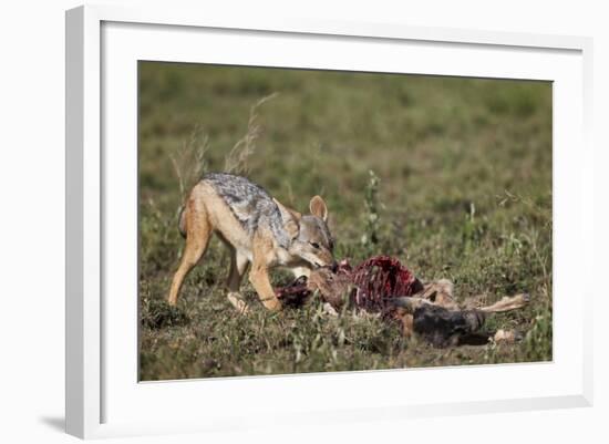 Black-Backed Jackal (Silver-Backed Jackal) (Canis Mesomelas) at a Blue Wildebeest Calf Kill-James Hager-Framed Photographic Print