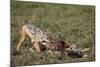 Black-Backed Jackal (Silver-Backed Jackal) (Canis Mesomelas) at a Blue Wildebeest Calf Kill-James Hager-Mounted Photographic Print