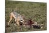 Black-Backed Jackal (Silver-Backed Jackal) (Canis Mesomelas) at a Blue Wildebeest Calf Kill-James Hager-Mounted Photographic Print