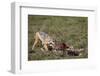 Black-Backed Jackal (Silver-Backed Jackal) (Canis Mesomelas) at a Blue Wildebeest Calf Kill-James Hager-Framed Photographic Print