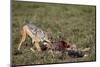 Black-Backed Jackal (Silver-Backed Jackal) (Canis Mesomelas) at a Blue Wildebeest Calf Kill-James Hager-Mounted Photographic Print