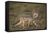 Black-Backed Jackal (Silver-Backed Jackal) (Canis Mesomelas) Carrying Half a Thomson's Gazelle Calf-James Hager-Framed Stretched Canvas