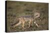 Black-Backed Jackal (Silver-Backed Jackal) (Canis Mesomelas) Carrying Half a Thomson's Gazelle Calf-James Hager-Stretched Canvas