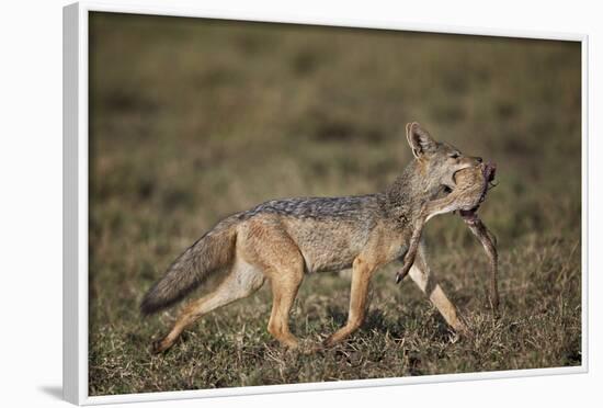 Black-Backed Jackal (Silver-Backed Jackal) (Canis Mesomelas) Carrying Half a Thomson's Gazelle Calf-James Hager-Framed Photographic Print