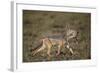 Black-Backed Jackal (Silver-Backed Jackal) (Canis Mesomelas) Carrying Half a Thomson's Gazelle Calf-James Hager-Framed Photographic Print