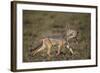 Black-Backed Jackal (Silver-Backed Jackal) (Canis Mesomelas) Carrying Half a Thomson's Gazelle Calf-James Hager-Framed Photographic Print