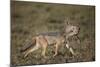 Black-Backed Jackal (Silver-Backed Jackal) (Canis Mesomelas) Carrying Half a Thomson's Gazelle Calf-James Hager-Mounted Photographic Print