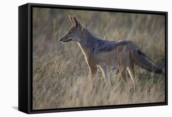 Black-Backed Jackal (Silver-Backed Jackal) (Canis Mesomelas)-James Hager-Framed Stretched Canvas