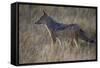 Black-Backed Jackal (Silver-Backed Jackal) (Canis Mesomelas)-James Hager-Framed Stretched Canvas