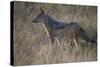 Black-Backed Jackal (Silver-Backed Jackal) (Canis Mesomelas)-James Hager-Stretched Canvas