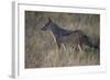 Black-Backed Jackal (Silver-Backed Jackal) (Canis Mesomelas)-James Hager-Framed Photographic Print