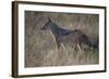 Black-Backed Jackal (Silver-Backed Jackal) (Canis Mesomelas)-James Hager-Framed Photographic Print