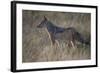 Black-Backed Jackal (Silver-Backed Jackal) (Canis Mesomelas)-James Hager-Framed Photographic Print