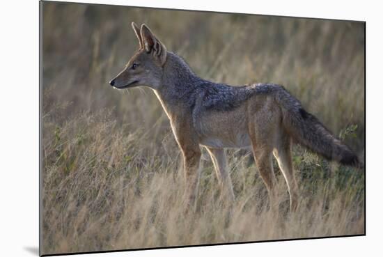 Black-Backed Jackal (Silver-Backed Jackal) (Canis Mesomelas)-James Hager-Mounted Photographic Print