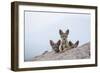 Black-backed jackal three cubs at the den, Masai-Mara Game Reserve, Kenya-Denis-Huot-Framed Photographic Print