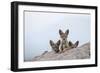 Black-backed jackal three cubs at the den, Masai-Mara Game Reserve, Kenya-Denis-Huot-Framed Photographic Print