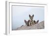 Black-backed jackal three cubs at the den, Masai-Mara Game Reserve, Kenya-Denis-Huot-Framed Photographic Print