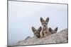 Black-backed jackal three cubs at the den, Masai-Mara Game Reserve, Kenya-Denis-Huot-Mounted Photographic Print