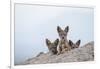 Black-backed jackal three cubs at the den, Masai-Mara Game Reserve, Kenya-Denis-Huot-Framed Photographic Print