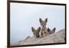 Black-backed jackal three cubs at the den, Masai-Mara Game Reserve, Kenya-Denis-Huot-Framed Photographic Print