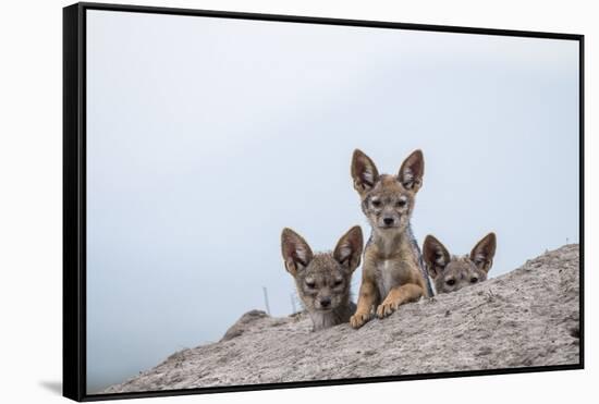 Black-backed jackal three cubs at the den, Masai-Mara Game Reserve, Kenya-Denis-Huot-Framed Stretched Canvas