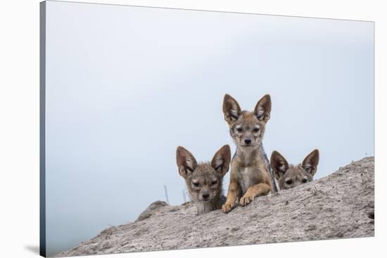 Black-backed jackal three cubs at the den, Masai-Mara Game Reserve, Kenya-Denis-Huot-Stretched Canvas