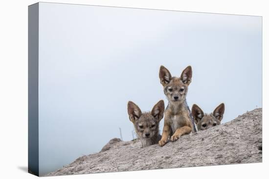 Black-backed jackal three cubs at the den, Masai-Mara Game Reserve, Kenya-Denis-Huot-Stretched Canvas