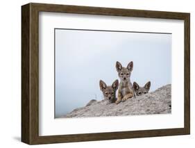 Black-backed jackal three cubs at the den, Masai-Mara Game Reserve, Kenya-Denis-Huot-Framed Photographic Print