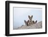 Black-backed jackal three cubs at the den, Masai-Mara Game Reserve, Kenya-Denis-Huot-Framed Photographic Print