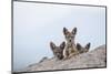 Black-backed jackal three cubs at the den, Masai-Mara Game Reserve, Kenya-Denis-Huot-Mounted Photographic Print