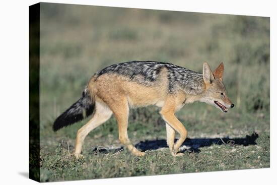 Black-Backed Jackal Walking-Paul Souders-Stretched Canvas