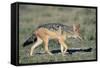 Black-Backed Jackal Walking-Paul Souders-Framed Stretched Canvas