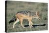 Black-Backed Jackal Walking-Paul Souders-Stretched Canvas