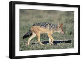 Black-Backed Jackal Walking-Paul Souders-Framed Premium Photographic Print