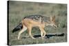 Black-Backed Jackal Walking-Paul Souders-Stretched Canvas